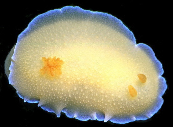 Doriopsilla spaldingi